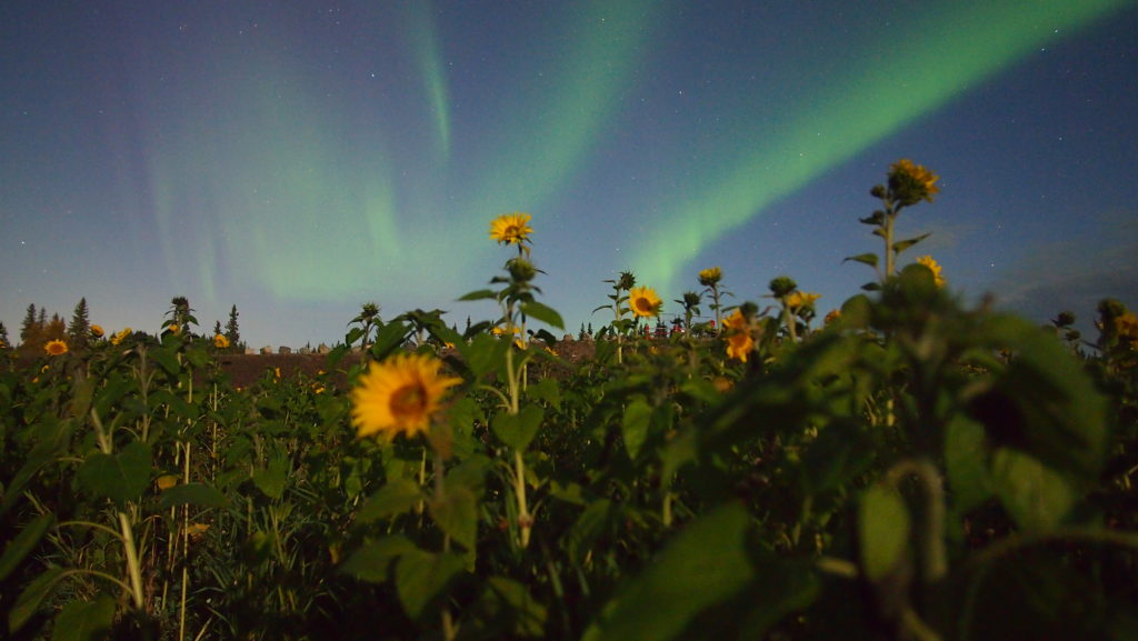 sunflowers in North Pole